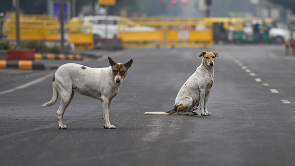 നായ്ക്കള്‍ വാഹനത്തിന് പിന്നാലെ ഓടിയിട്ടുണ്ടോ? നിങ്ങള്‍ ചിന്തിക്കാത്ത ചില കാരണങ്ങളുണ്ട്