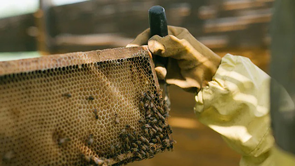 കാര്‍ അറിയുമായിരിക്കും, 'ലംബോര്‍ഗിനി തേന്‍' എന്ന് കേട്ടിട്ടുണ്ടോ? കോടികള്‍ കൊടുത്താലും കിട്ടൂല! 