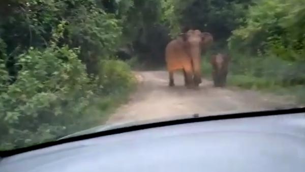 കബാലിയോടാ കളി; റിവേഴ്സെടുത്തോ മക്കളേ