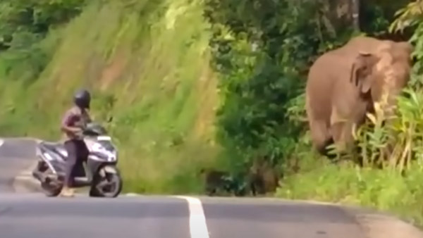 'റോഡില്‍ നിക്കാതെ കേറിപ്പോടാ'; ഫോറസ്റ്റ് വാച്ചര്‍ വിരട്ടി; സ്‌പോട്ടില്‍ റിവേഴ്‌സ് ഗിയറിട്ട് കാട്ടാന 