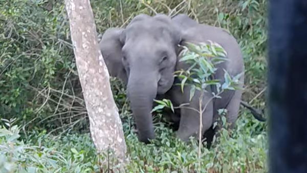 കബാലിയോടാ കളി; റിവേഴ്സെടുത്തോ മക്കളേ