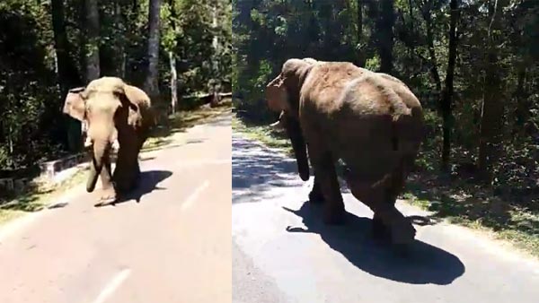 കബാലിയോടാ കളി; റിവേഴ്സെടുത്തോ മക്കളേ