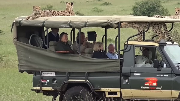 ജംഗിള്‍ സഫാരി വാഹനത്തിലുള്ളവരെ സിംഹം ആക്രമിക്കാത്തത് എന്തുകൊണ്ട്? കാരണം അറിയാം