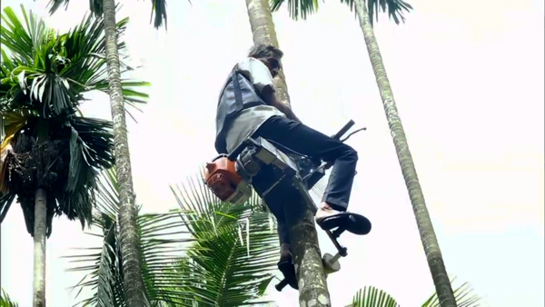 ഒരു ലിറ്റർ പെട്രോളിൽ 70 മുതൽ 80 മരം വരെ; വീഡിയോ വൈറൽ