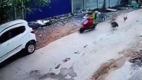 പിന്നാലെ വന്ന് കുരച്ച് വീഴ്ത്തും; അപകടത്തിൻ്റെ വീഡിയോ വൈറൽ; കുറച്ച് കാര്യങ്ങൾ ശ്രദ്ധിക്കണേ