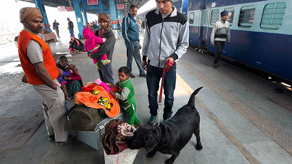 pet journey rail pet journey rail