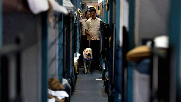 pet journey rail pet journey rail