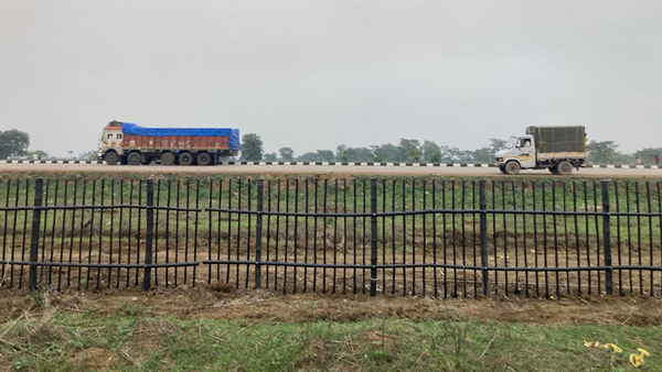 വേലി ചാടാതിരുന്നാൽ മതി; കന്നുകാലികളെ തടയാൻ ഹൈവേയിൽ ഫെൻസിങ്ങ്