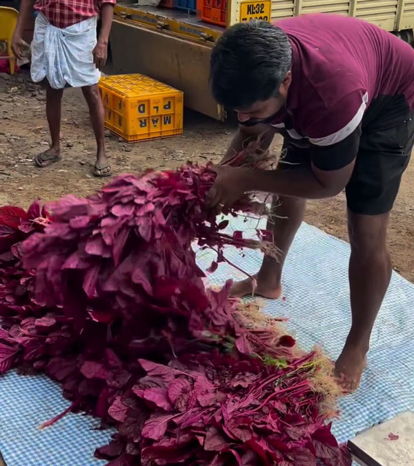 farmer arrives in audi to sell vegetables roadside farmer arrives in audi to sell vegetables roadside