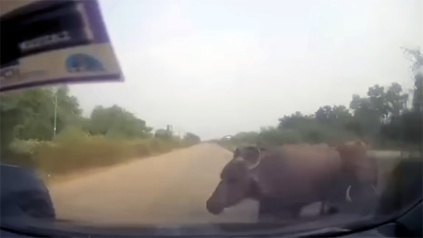 buffalo herd surprises driver buffalo herd surprises driver