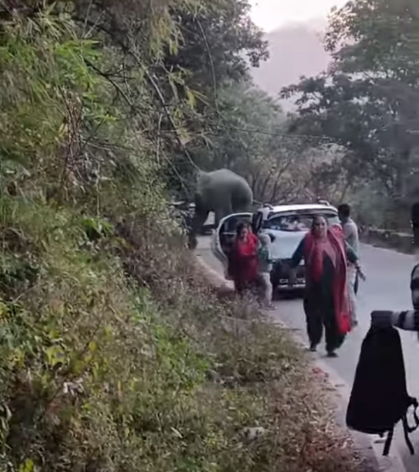 wild elephant tata punch wild elephant tata punch