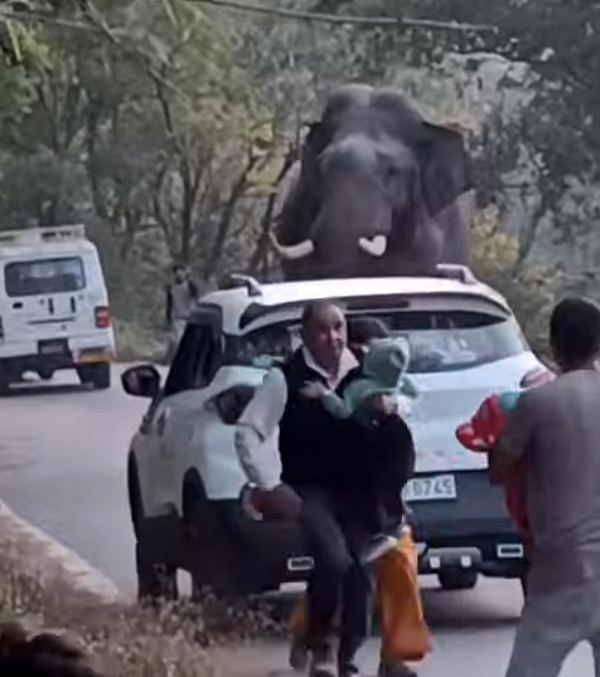 wild elephant tata punch wild elephant tata punch