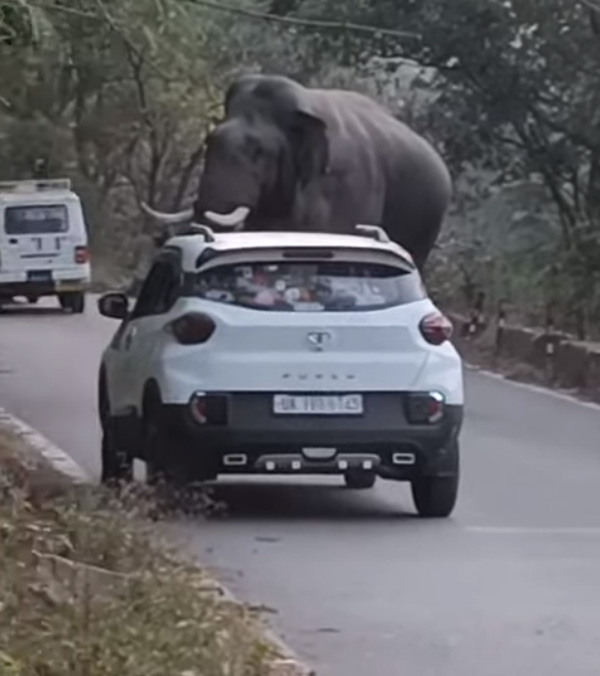 wild elephant tata punch wild elephant tata punch