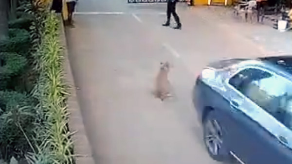 mercedes runs over sleeping dog