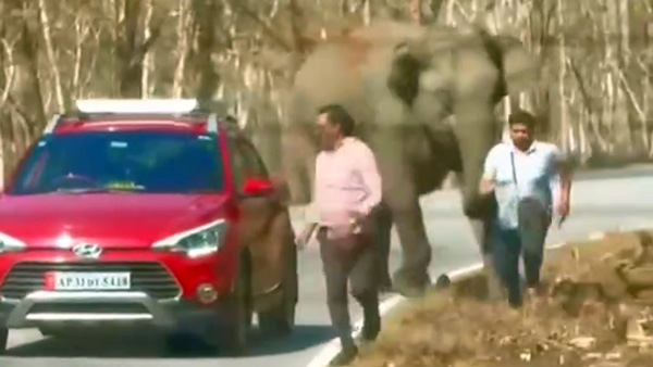 Wild Elephant Try To Attack Hyundai I20 Passenger