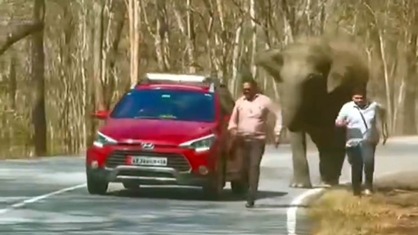 Wild Elephant Try To Attack Hyundai I20 Passenger