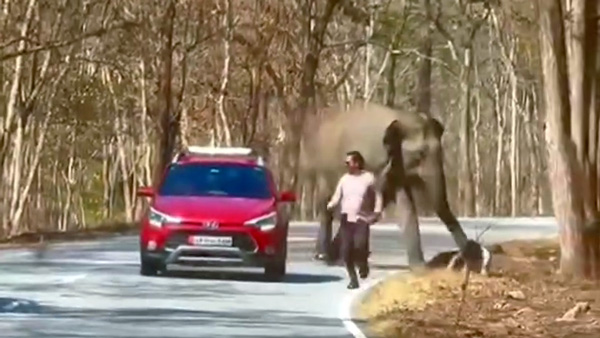 Wild Elephant Try To Attack Hyundai I20 Passenger
