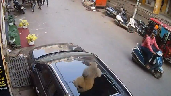 monkey shatters panoramic sunroof