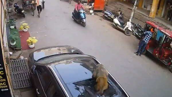 monkey shatters panoramic sunroof