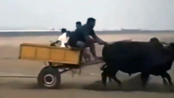 ferrari stuck beach bullock cart rescued