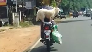 வளர்த்திட்டா என்ன வேணா பண்ணுவீங்களா? நாயை படாதபாடுபடுத்திய உரிமையாளர்... வைரல் வீடியோ!!