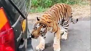 சுற்றுலா பயணிகளை அலற வைத்த புலி... என்ன செய்தது என தெரிந்தால் ஷாக் ஆயிருவீங்க... திக்... திக்... வீடியோ