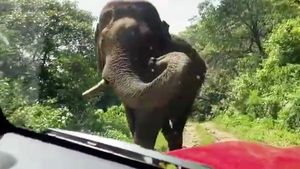 நடுக்காட்டில் யானையிடம் சிக்கி கொண்ட பிரபல நடிகர்... புத்திசாலித்தனமாக நடந்து கொண்டதால் தப்பினார்... வீடியோ...