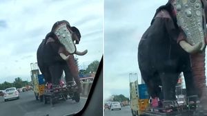 யம்மோவ்... ‘குட்டி யானை’ வண்டியில் பெரிய யானை!! கொஞ்ச நேரத்தில் மிரண்டுப்போன மற்ற வாகன ஓட்டிகள்!