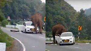 காருக்குள் அரிசி பருப்பு சாதம் இருக்குதான்னு தேடி! ஊட்டியில் காரையே பந்தாடிய யானை! வைரலாகும் வீடியோ!