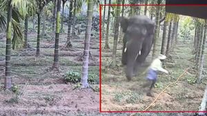 காட்டு யானை ஆக்ரோஷமாக துரத்தியபோது விவசாயி செய்த காரியம்! இந்த விஷயம் இவ்ளோ நாளா யாருக்கும் தெரியாம போச்சே!