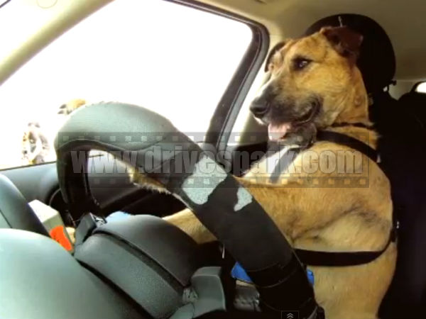 கார் ஓட்டும் நாய் கார் ஓட்டும் நாய்