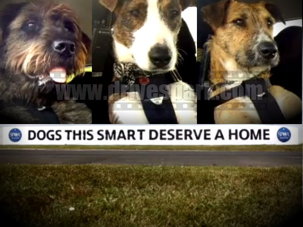 கார் ஓட்டும் நாய் கார் ஓட்டும் நாய்