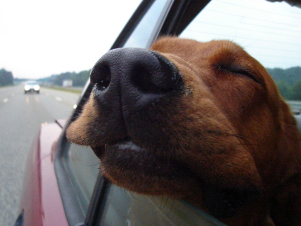  செல்லமெல்லாம் வீட்டோட