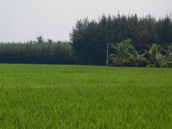 தவிடு எண்ணெய் எரிபொருள்