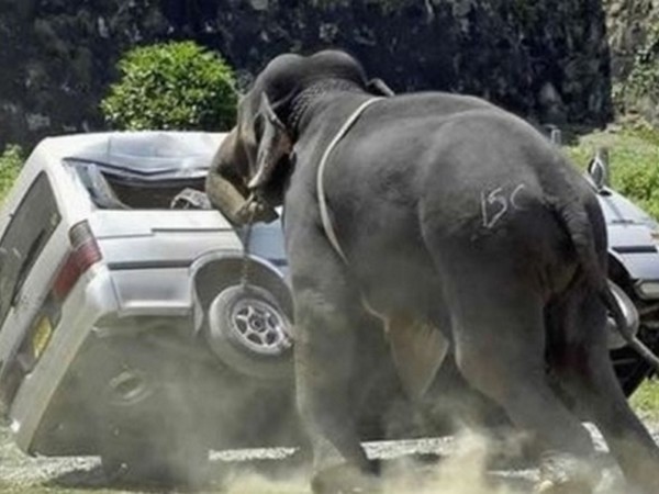 கார் மீது விலங்குகளின் தாக்குதல் கார் மீது விலங்குகளின் தாக்குதல்