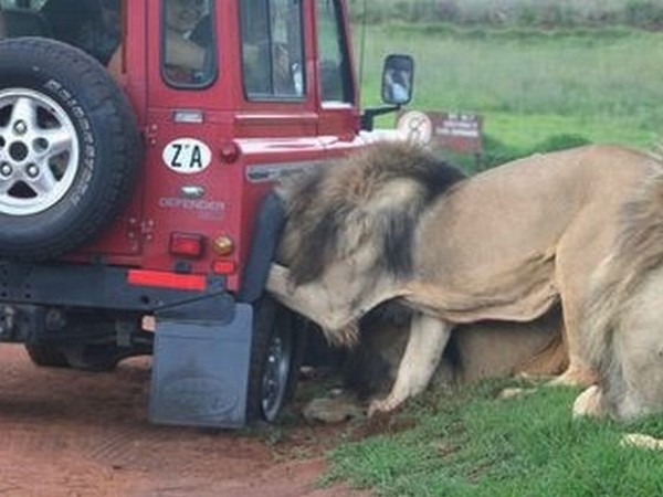 கார் மீது விலங்குகளின் தாக்குதல் கார் மீது விலங்குகளின் தாக்குதல்