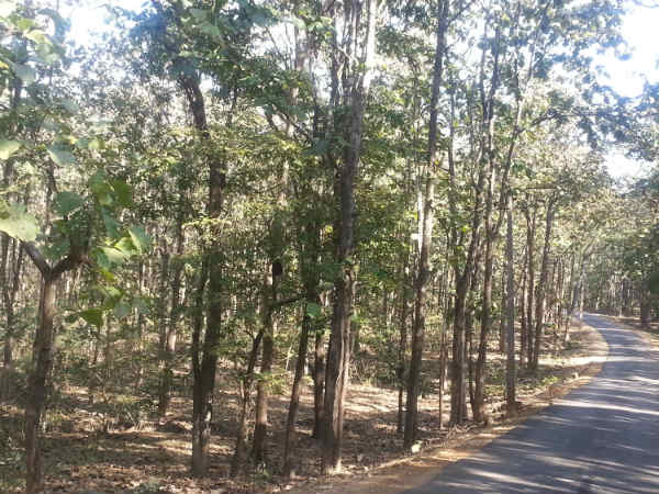 வனச்சாலை