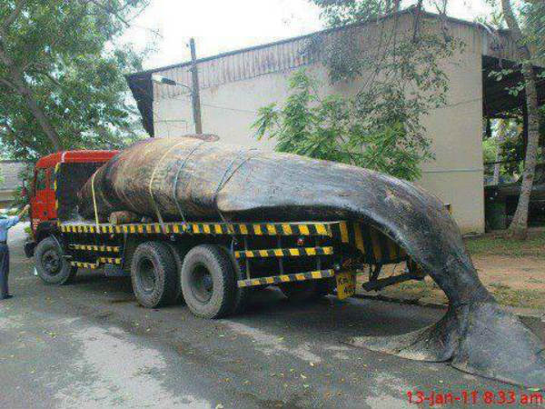 சுவாரஸ்யமான ஆட்டோமொபைல் படங்கள்