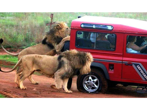  வனவிலங்குகளின் ஆக்ரோஷ தாக்குதல் படங்கள்