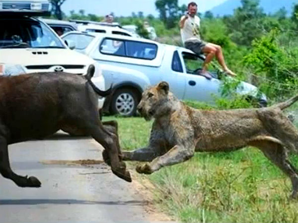  வனவிலங்குகளின் ஆக்ரோஷ தாக்குதல் படங்கள்