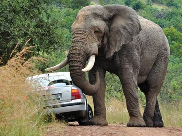  வனவிலங்குகளின் ஆக்ரோஷ தாக்குதல் படங்கள்