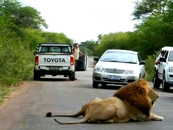  வனவிலங்குகளின் ஆக்ரோஷ தாக்குதல் படங்கள்