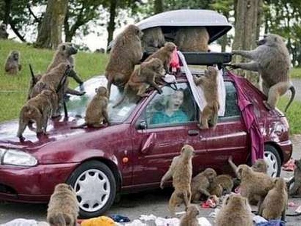  வனவிலங்குகளின் ஆக்ரோஷ தாக்குதல் படங்கள்