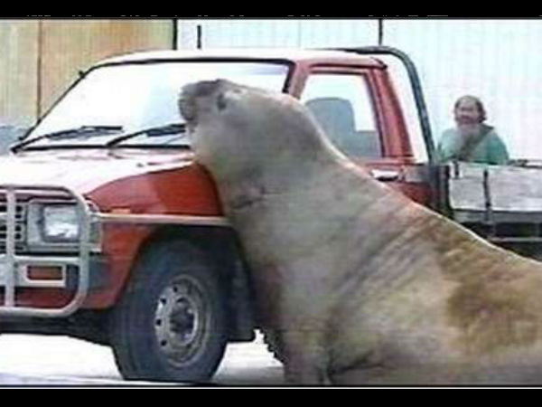 விலங்குகளின் ஆக்ரோஷ தாக்குதல்கள்