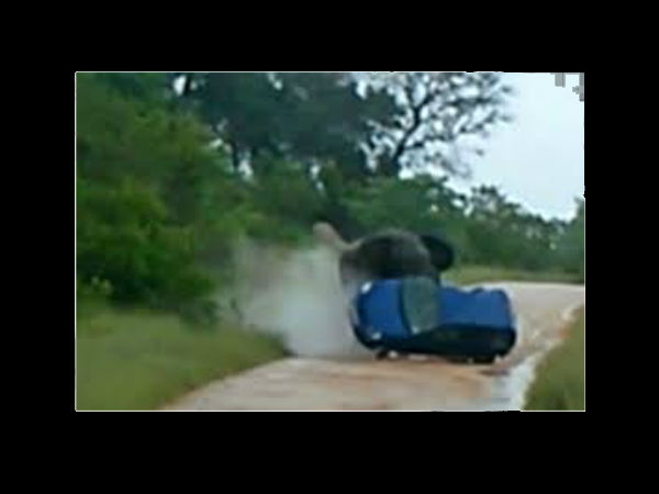 விலங்குகளின் ஆக்ரோஷ தாக்குதல்கள்