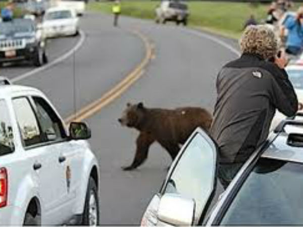 விலங்குகளின் ஆக்ரோஷ தாக்குதல்கள்