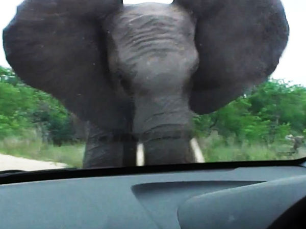 விலங்குகளின் ஆக்ரோஷ தாக்குதல்கள்