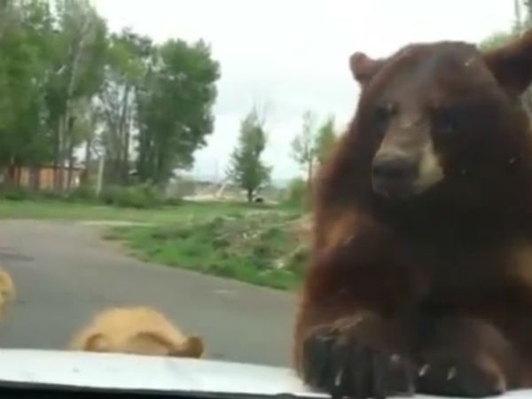 விலங்குகளின் ஆக்ரோஷ தாக்குதல்கள்