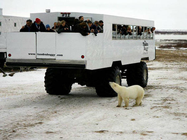 விலங்குகளின் ஆக்ரோஷ தாக்குதல்கள்