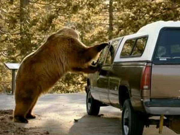 விலங்குகளின் ஆக்ரோஷ தாக்குதல்கள்